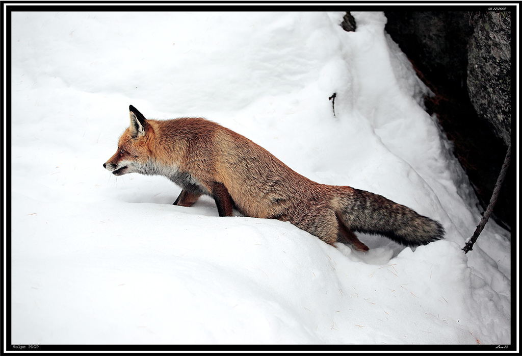 Volpe PNGP # 23