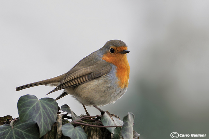 GRANDISSIMA CATTURA : Pettirosso provocatorio