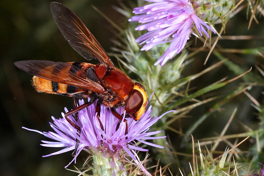 ...Proprio Al Limite...!!!