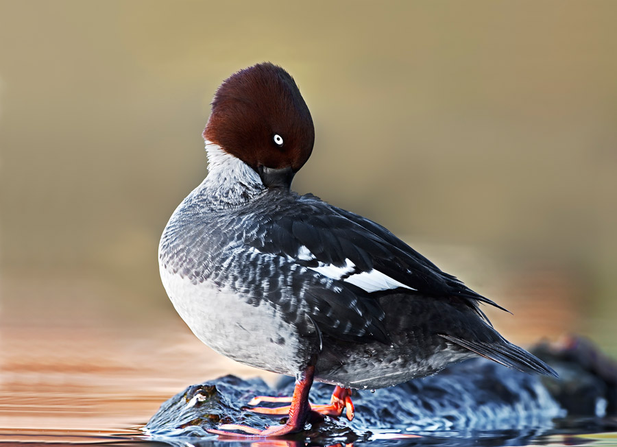 Quattrocchi femmina(Bucephala clangula)
