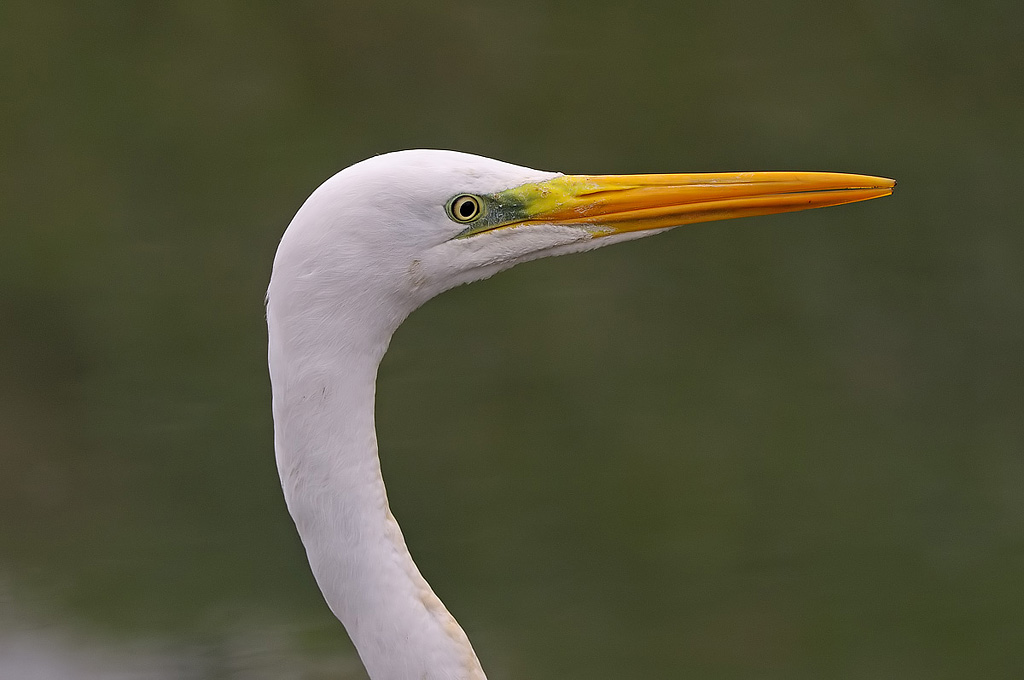Airone bianco maggiore