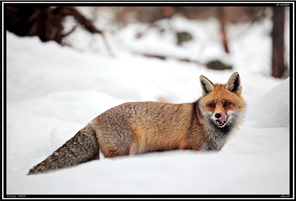 Volpe PNGP # 24