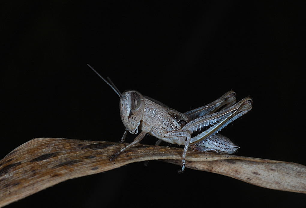 ...Ritratto In Bianco & Nero...!!!