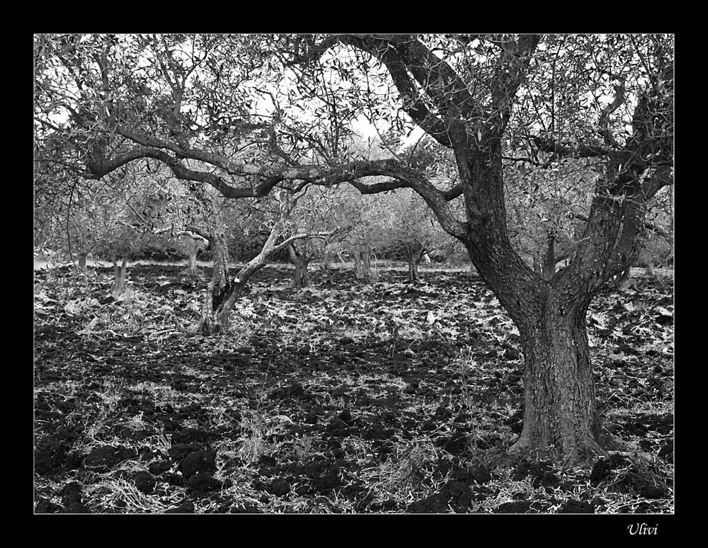 Ulivi