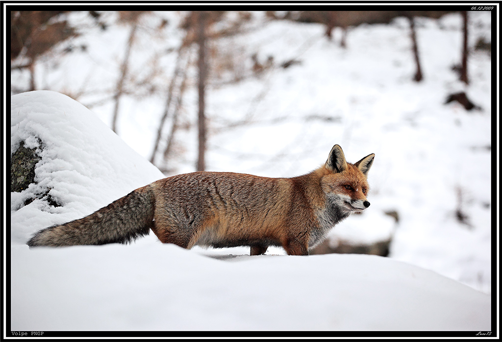Volpe PNGP # 25