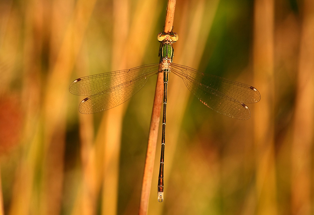 ...I Colori Dell'Estate...!!!