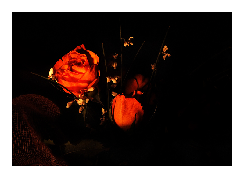 ....carezze rosa....