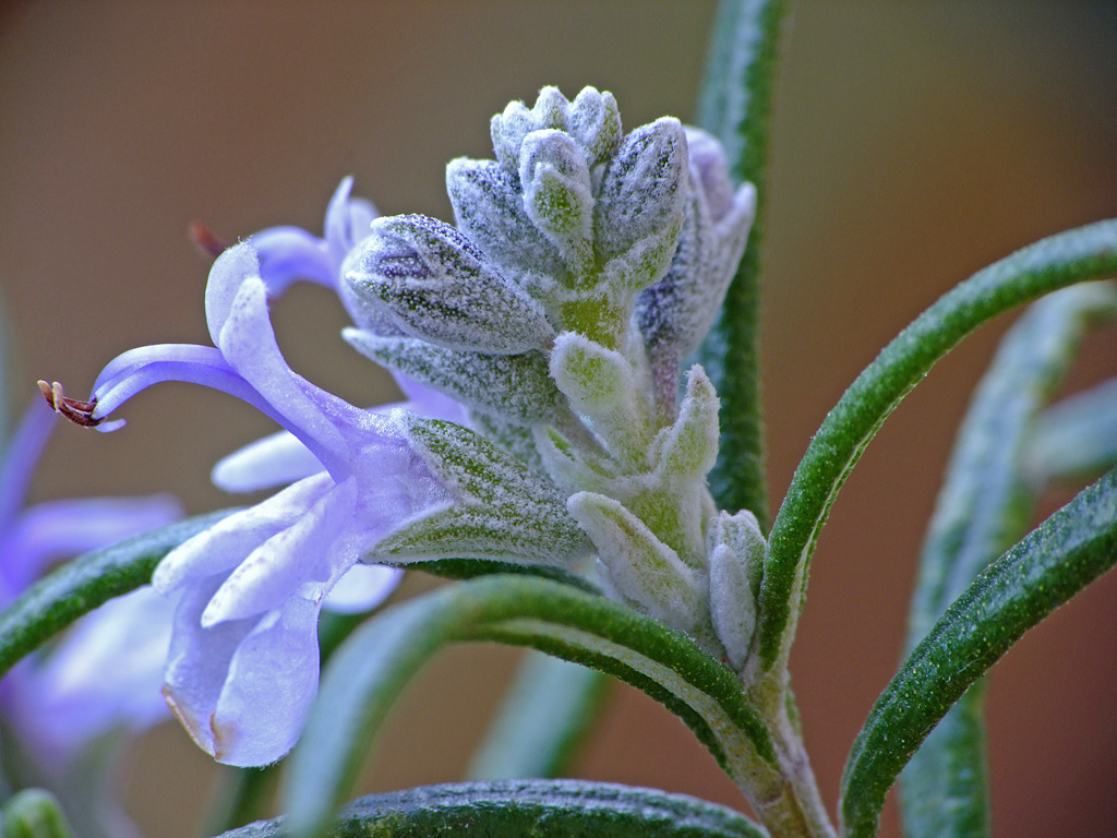 Fiore rosmarino