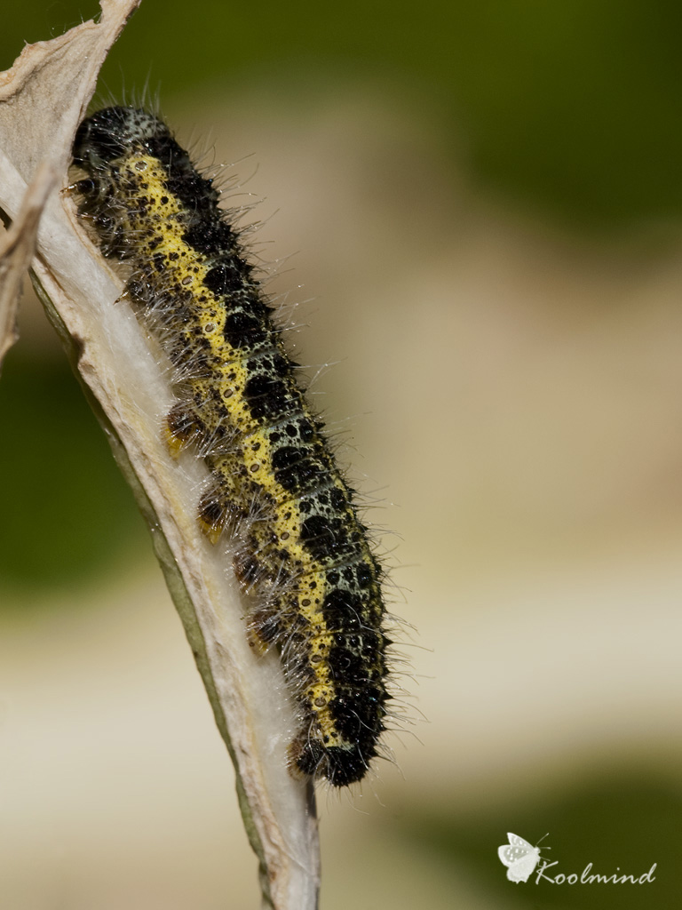 Un bruco del cavolo... senza offesa