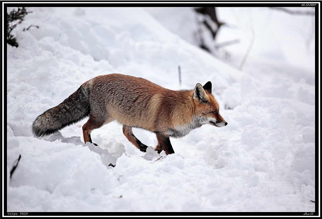 Volpe PNPG # 26