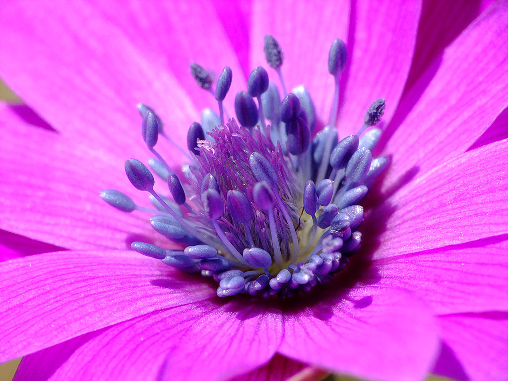 Anemone hortensis L. (nr. 2)