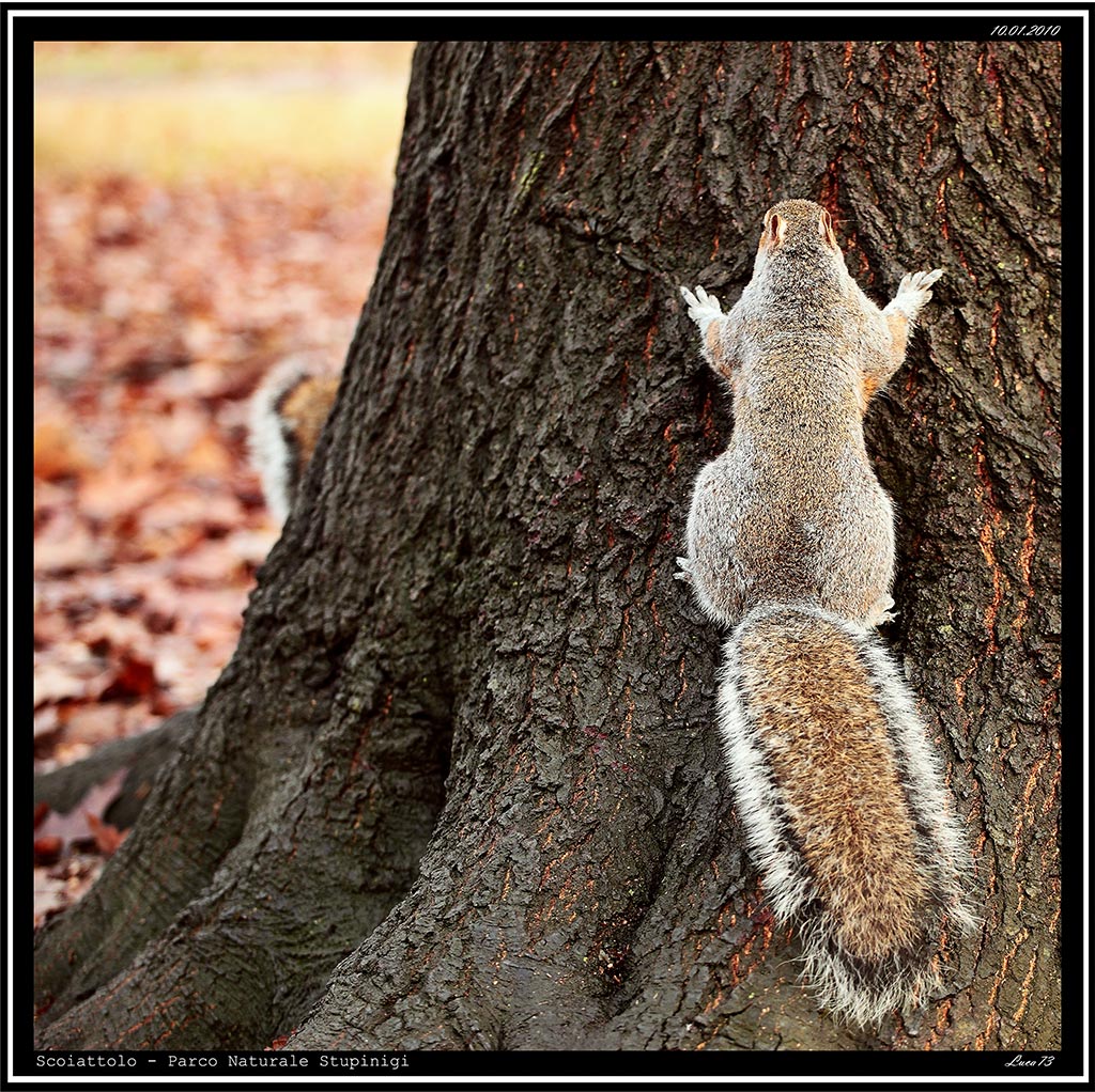 Scoiattolo # 11