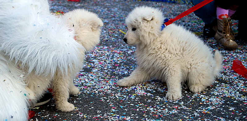 Toglimi il guinzaglio!
