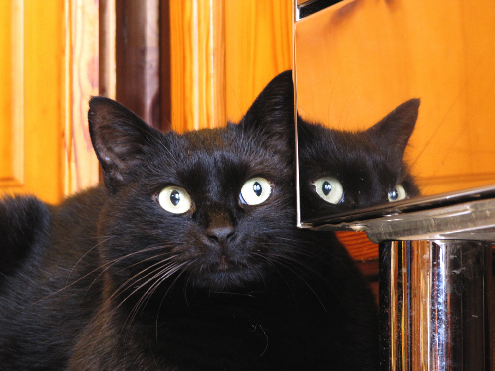 Quattrocchi e treorecchie