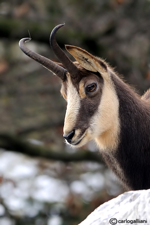 Fototessera al camoscio