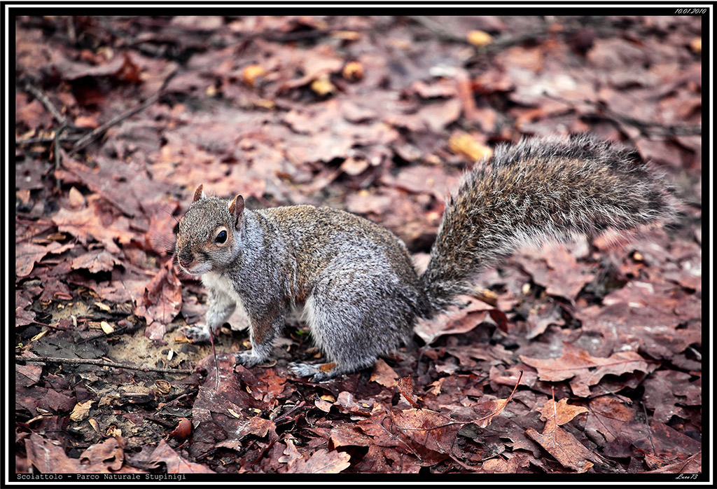 Scoiattolo # 12