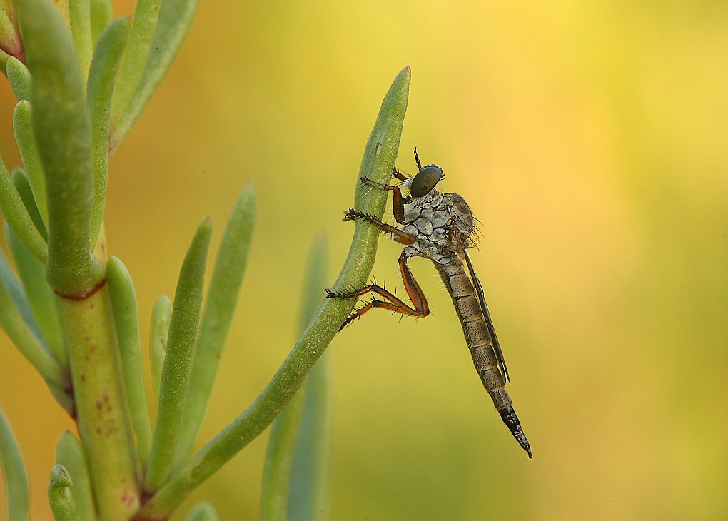 ...Il Profilo Del Killer...!!!