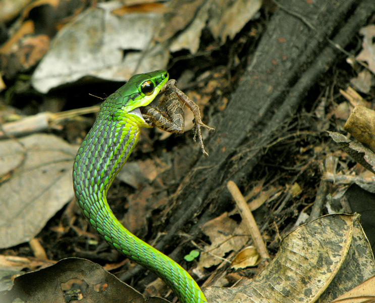 Ecuador, pranzo in natura