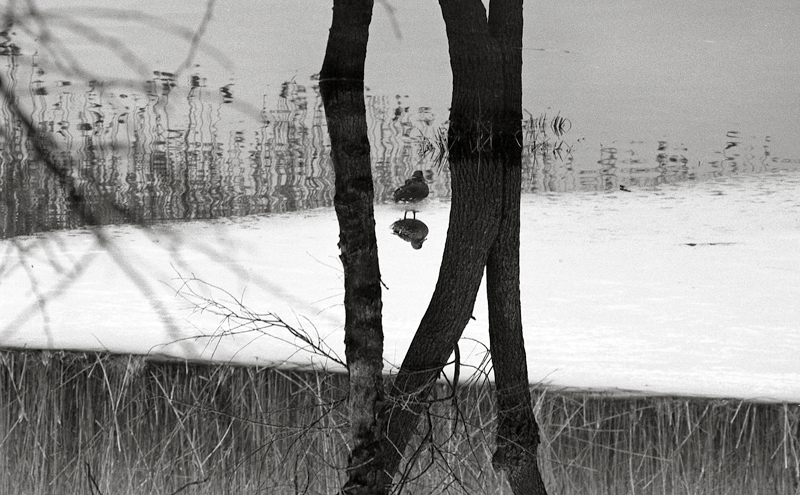 riflessioni di mia moglie