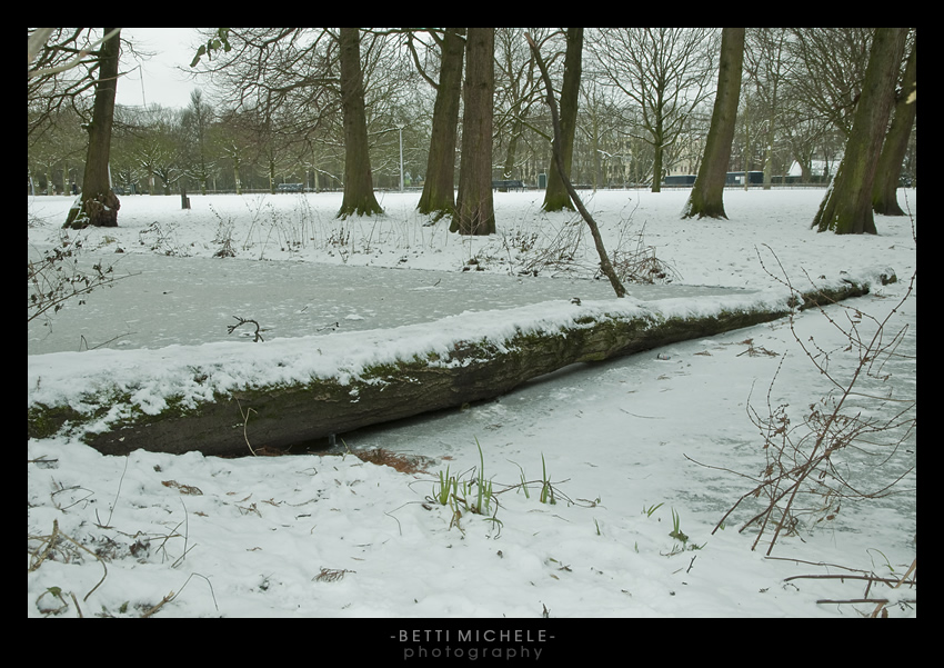 amsterdam - ponticello naturale