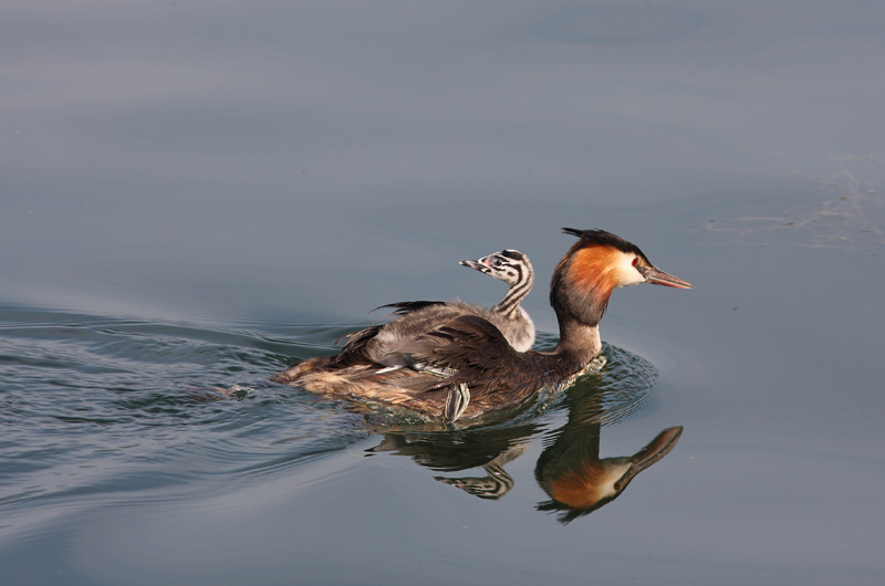 Un passeggero a bordo