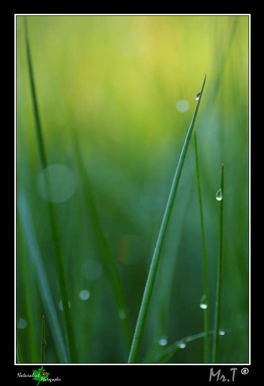 Natural Green Abstract