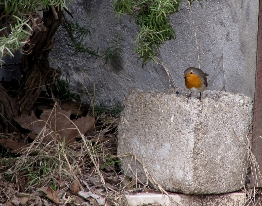 Pettirosso sul mattone