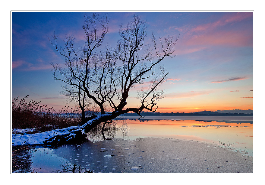 Branches in the sunset