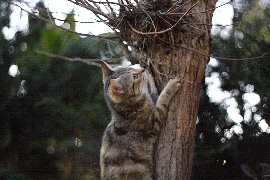 Sull'albero a 6400 ISO e f2