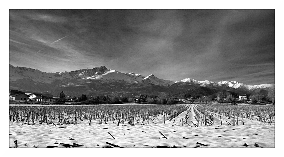 Campo di mais - bianco e nero