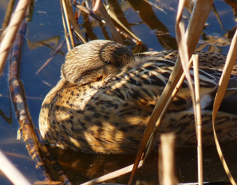 anatra che voleva dormire..