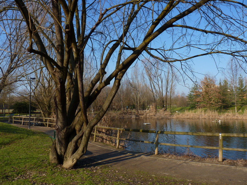 il laghetto delle papere