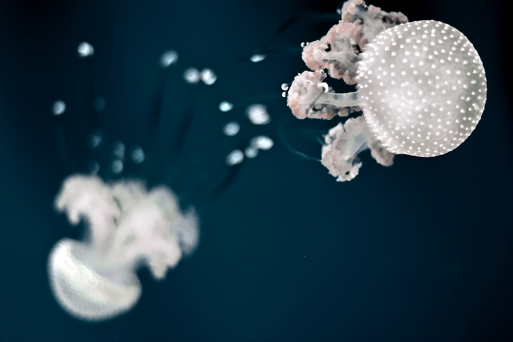 The Opposites attract.