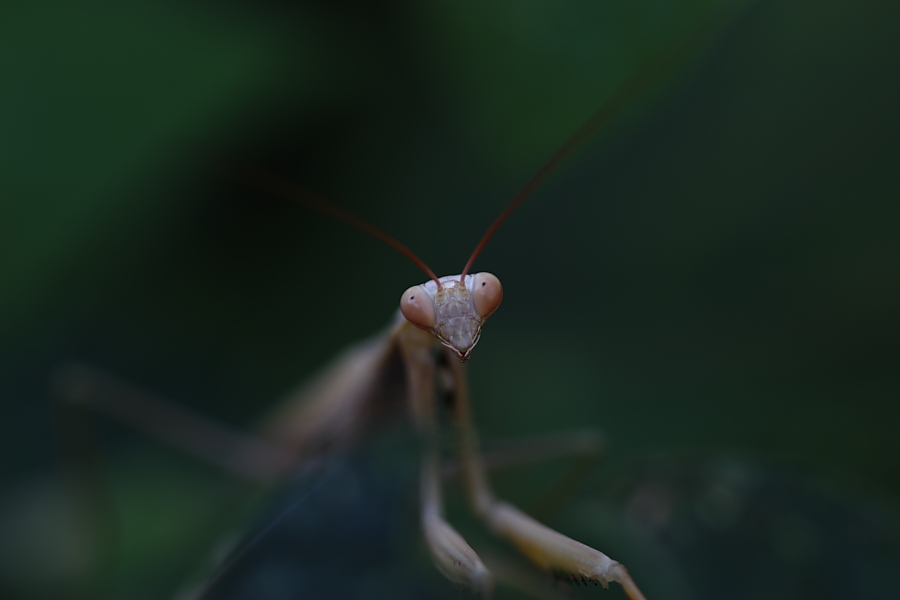 Mantide faccia a faccia