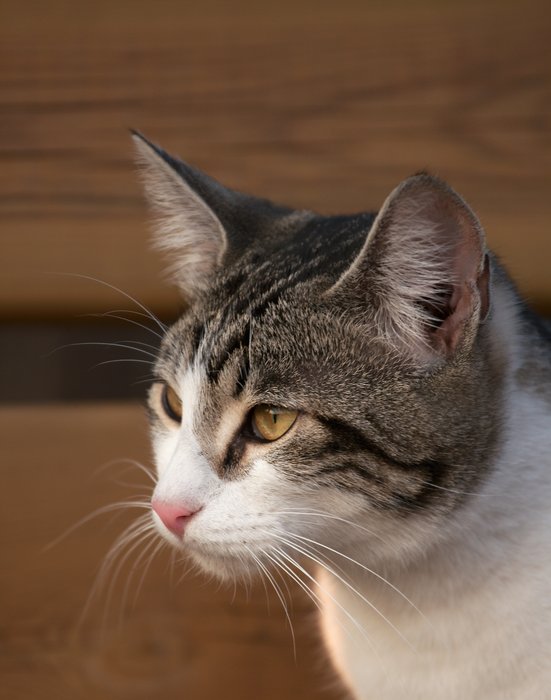 Micio sulla panchina