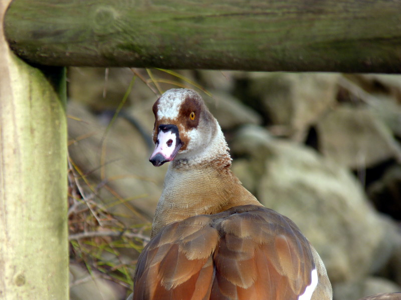 allora ce l'hai con  me..