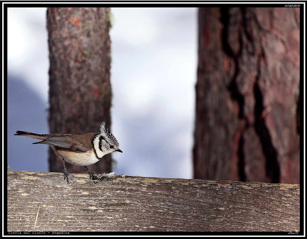 Cincia dal Ciuffo # 3
