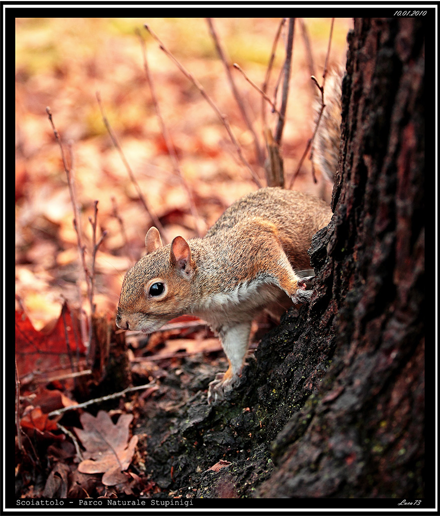 Scoiattolo # 16