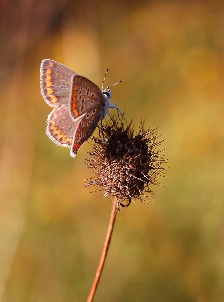 ...Il Sole Alle Spalle...!!!
