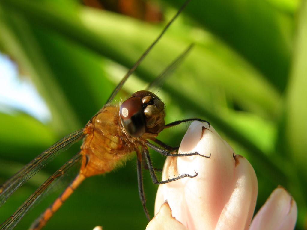 Libellula