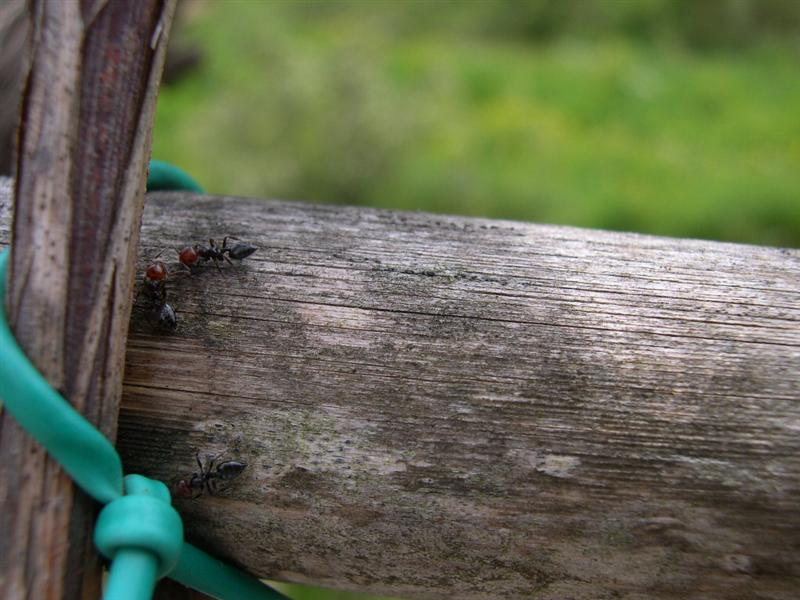 Macro - Isola D'Elba