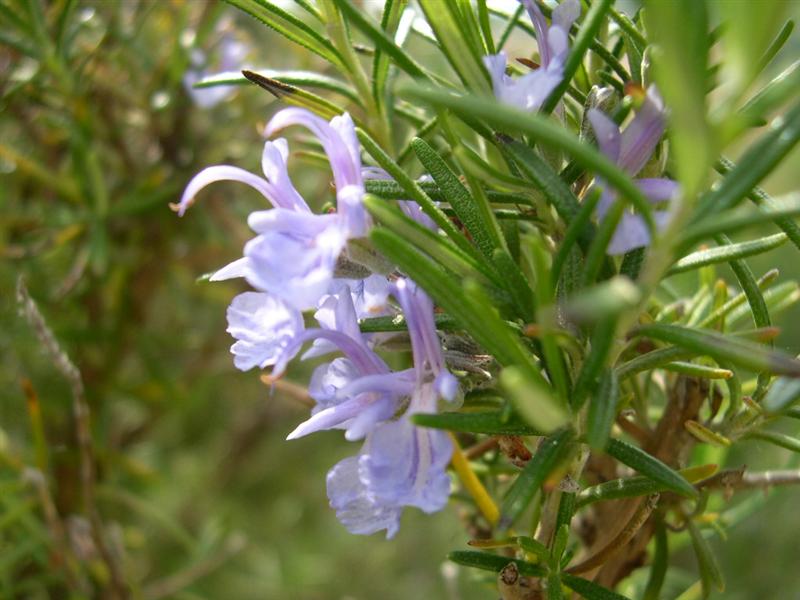 Macro - Isola D'Elba