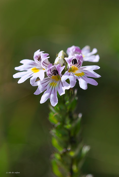 euphrasia roskoviana