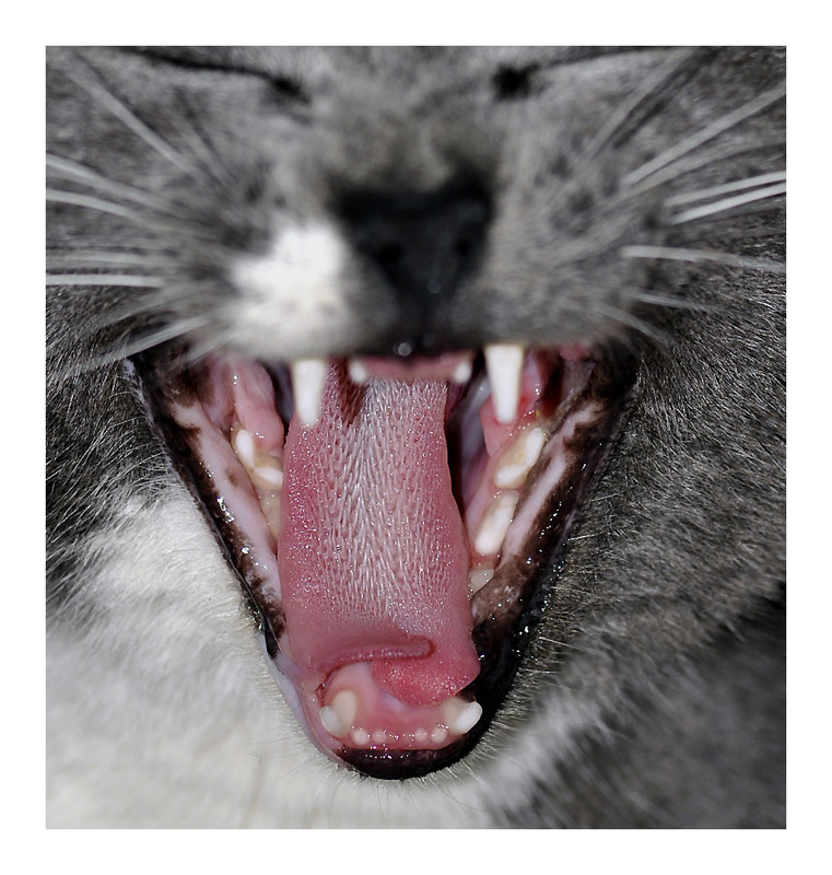 Oggi festa dei Gatti