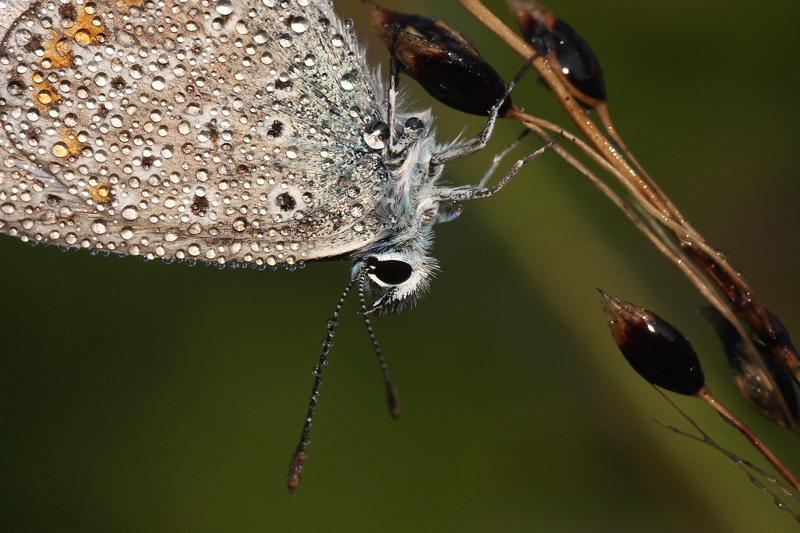 Li li ce ce di di ne ne