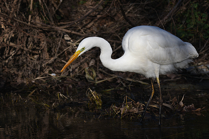 ASPETTANDO IL MARTINO......