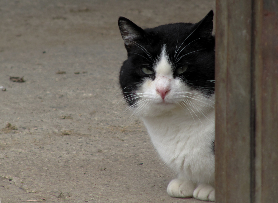 La vedetta del guerriero