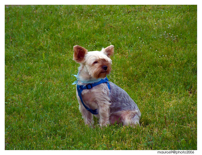 Dov'� il mio padrone?