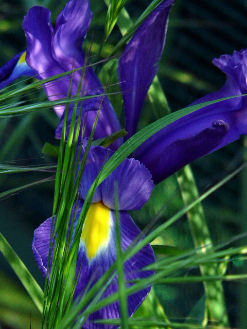 Iris con erbette