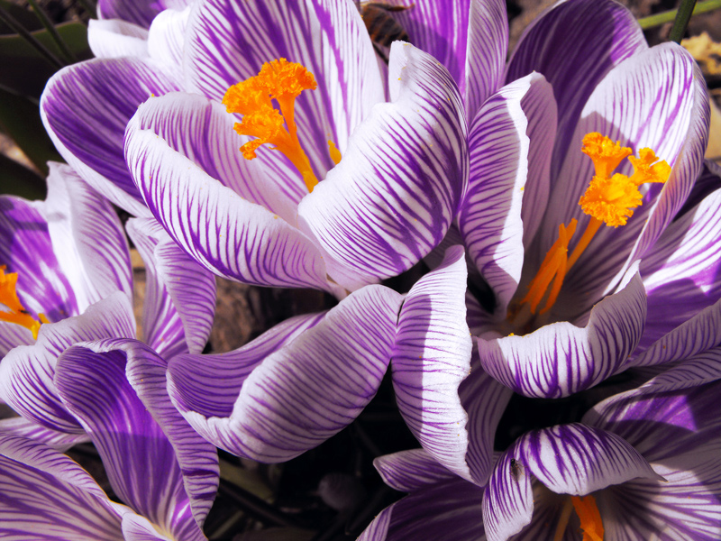 Crocus